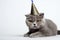 Cat with birthday hat on white background. Beautiful cat with party hat.