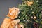 Cat biting Christmas and New Year wreath made of fir, pine, mistletoe branches, cones decorated with golden ornaments
