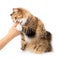 Cat biting finger of person trying to get kibbles from the hand.