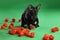 Cat black Siamese Oriental Shorthair