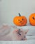 a cat is on the blanket and it is lying next to three orange pumpkins