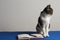 Cat on blue table with notebook and pen, looking to the side. Office cat in meeting with space for copy or title