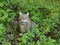 Cat in the Blueberry Bushes