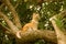 A cat in a boley tree