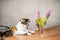 Cat and bouquet of pink Spiraea douglasii flowers in glass vase