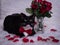 Cat with bow tie lying on bed of roses