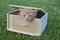 Cat on the BOX