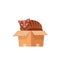 Cat in the box. Cat in a cardboard box. Kitty inside carton box. Playful curious cat pet looking out of his hiding. Cartoon kitten