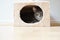 Cat in box shaped hideaway