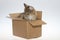 A cat in a box on a white background. A fluffy Siberian cat in a gray box on an isolated white background. The concept is a cat on