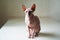 cat breed Canadian Sphynx. care and grooming of bald cats.