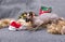 Cat breed, canadian Sphynx among Christmas tinsel, bald cat, pet