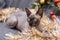 Cat breed, canadian Sphynx tinsel, bald cat, pet