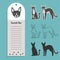 cat breed cornish rex. Set of stickers, silhouettes and contour line doodle vector illustrations pedigree pet. Design