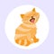 Cat breed cute kitten red pet portrait fluffy young adorable cartoon animal and pretty fun play feline sitting mammal