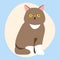 Cat breed cute pet brown fluffy young adorable cartoon animal and pretty fun play feline sitting mammal domestic kitty