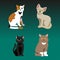 Cat breed cute pet portrait fluffy young adorable cartoon animal and pretty fun play feline sitting mammal domestic