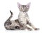 Cat breed Devon Rex