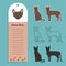 cat breed havana brown. Set of stickers, silhouettes and contour line doodle vector illustrations pedigree pet. Design