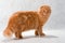 Cat breed Highland fold