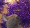 Cat breed Russian blue plays with bright purple Christmas tinsel.