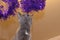 Cat breed Russian blue plays with bright purple Christmas tinsel.