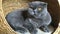 Cat breed Scottish fold sitting in his house