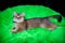 Cat breed Scottish straight lying impressively a Golden smile on the green rug. Pets cats