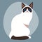 Cat breed siamese cute pet portrait fluffy white black adorable cartoon animal and pretty fun feline sitting mammal