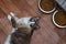 Cat breed snowshoe lying on  floor of the kitchen bowls with cat food