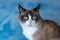 Cat breed snowshoe sitting on blue background. selective focus , close up