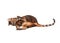 Cat breed Toyger playing with toy mouse.