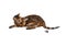Cat breed Toyger playing with toy mouse.