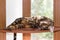 Cat breed Toyger resting on wooden shelf