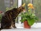 Cat breed toyger sits on window sill and sniffs gerbera flower