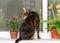 Cat breed toyger sits on window sill and sniffs rose flower