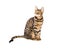 Cat breed toyger on white background.