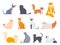 Cat breeds. Cute fluffy cats, maine coon, bobtail, siamese cat and funny sphynx cat, pedigree breeds pets isolated