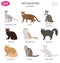 Cat breeds icon set flat style isolated on white. Create own inf