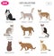 Cat breeds icon set flat style isolated on white. Create own inf