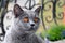 Cat British blue shorthair