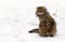 Cat,  British Longhair  on snow during snowfall with space for text