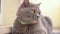 The cat, a British lop-eared breed, sits resting on the stairs in the yard. Close-up.