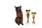 cat brown, chocolate brown with large green eyes with winning cups, trophies on on a isolated background