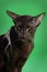 Cat brown Siamese Oriental Shorthair