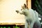 Cat and butterfly playing together in the garden