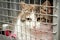 Cat in a cage in an animal shelter