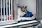 Cat in cage of ICU in veterinarian animal clinic on the drip