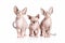 Cat. Canadian sphynx cat kittens on white background