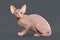 Cat. Canadian sphynx kitten on gray background